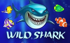 Wild Shark